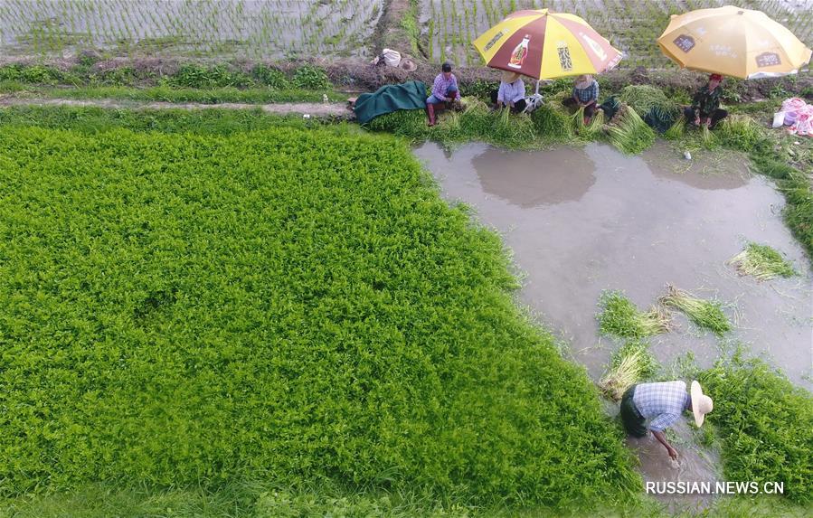 Сбор урожая сельдерея на Хайнане