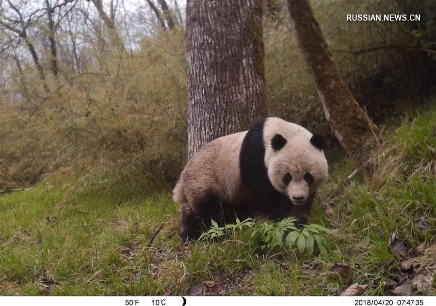 Инфракрасные камеры в заповеднике "Байшуйцзян" помогают наблюдать за дикой природой