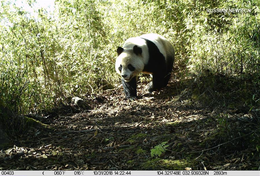 Инфракрасные камеры в заповеднике "Байшуйцзян" помогают наблюдать за дикой природой