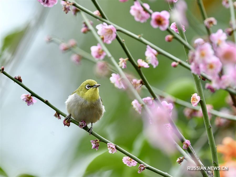 Птицы среди цветов в провинции Фуцзянь