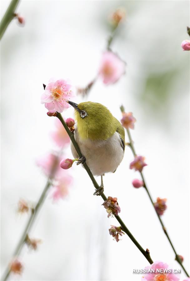 Птицы среди цветов в провинции Фуцзянь