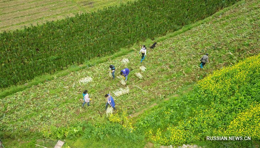 Сельскохозяйственные работы после праздника Весны