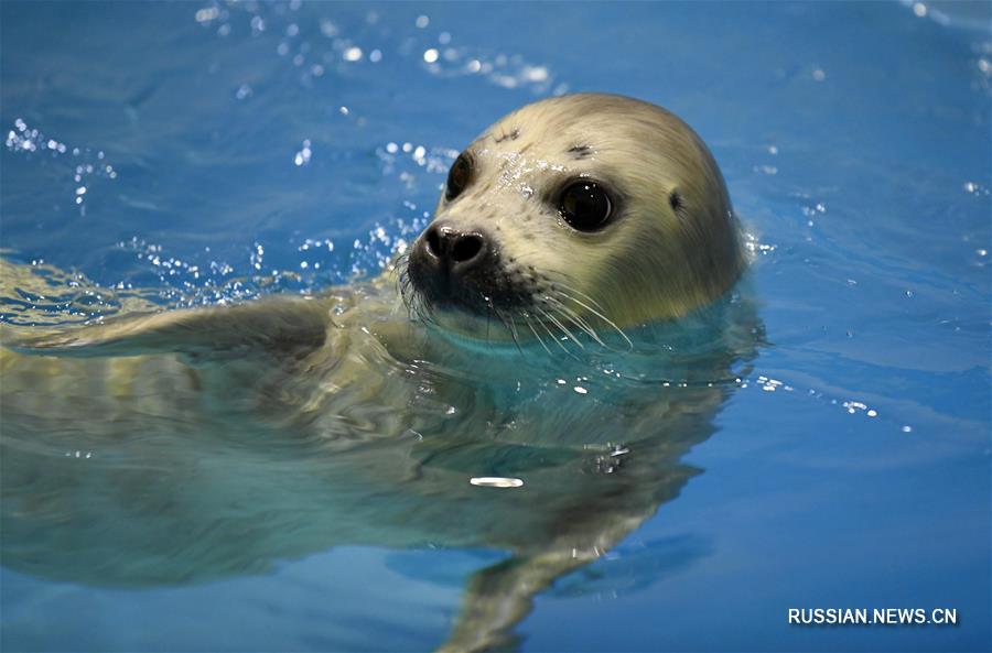 Водные игры тюлененка в Харбинском полярном океанариуме