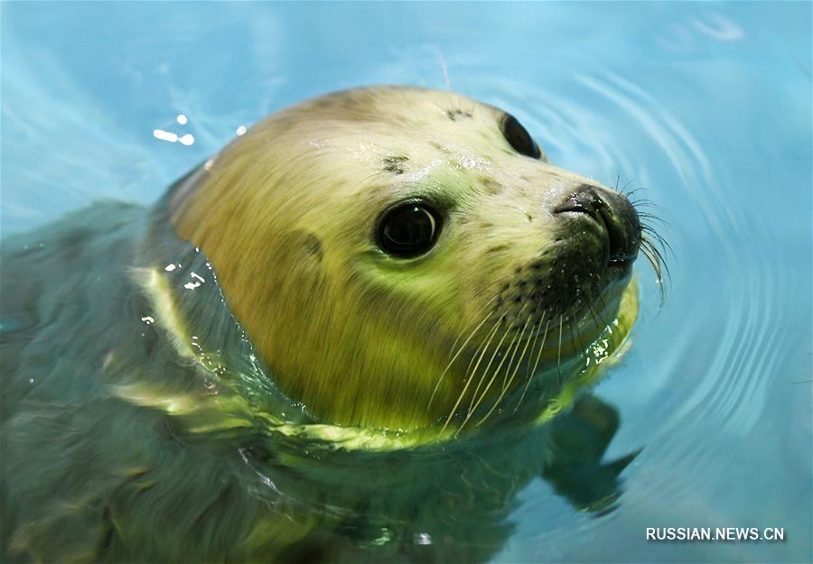 Водные игры тюлененка в Харбинском полярном океанариуме