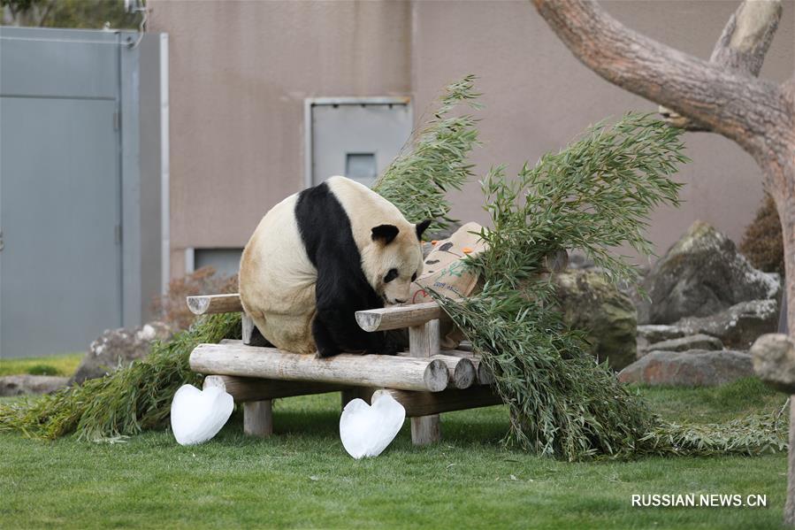 Подарок с любовью для Юнмина в День всех влюбленных  
