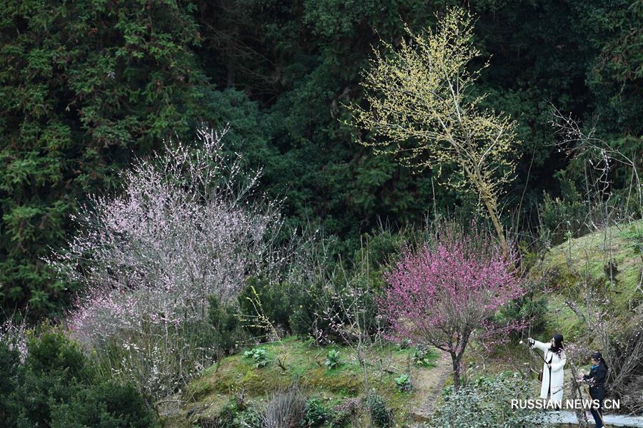 Цветущие сливы в провинции Аньхой 