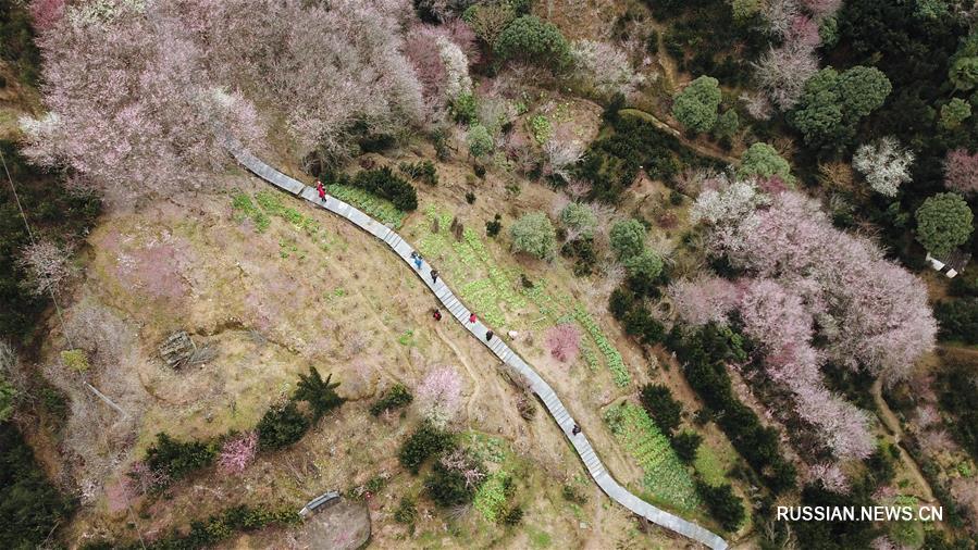 Цветущие сливы в провинции Аньхой 