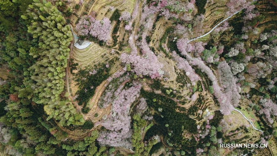 Цветущие сливы в провинции Аньхой 