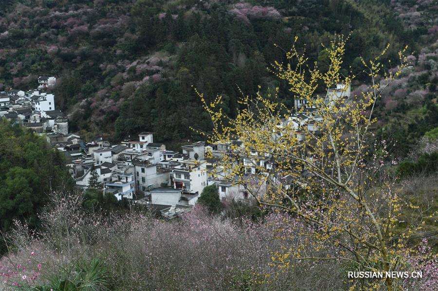 Цветущие сливы в провинции Аньхой 