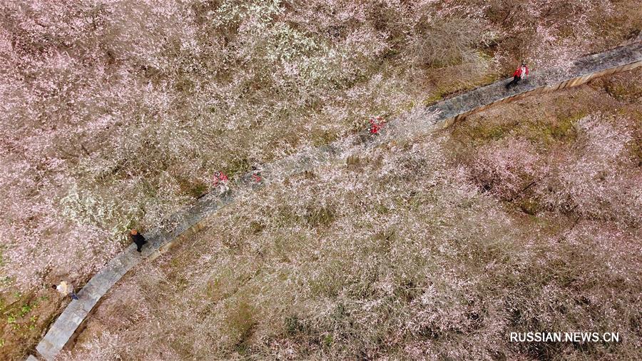 Цветущие сливы в провинции Аньхой 