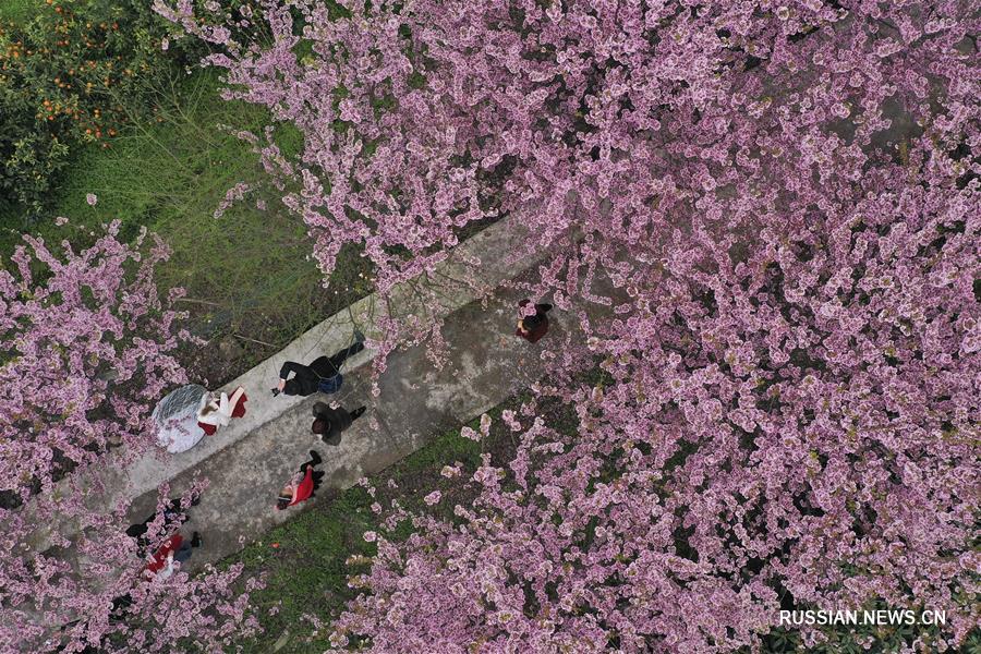 Цветущая вишня в Чунцине