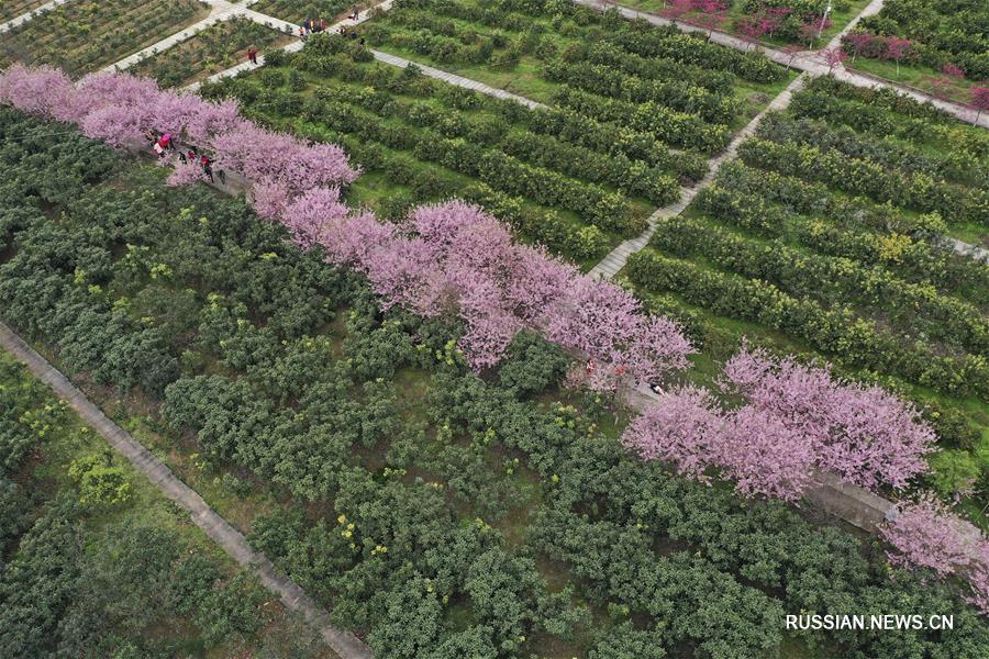Цветущая вишня в Чунцине