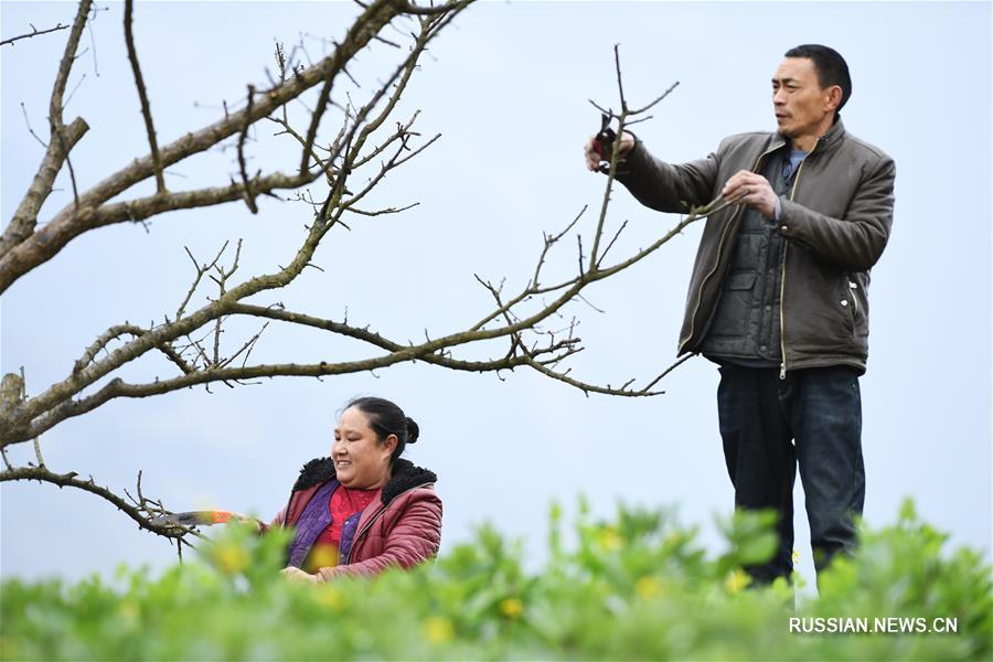 Сливовые деревья в Чунцине