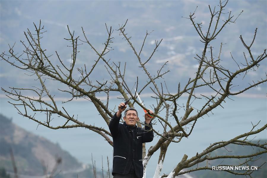 Сливовые деревья в Чунцине