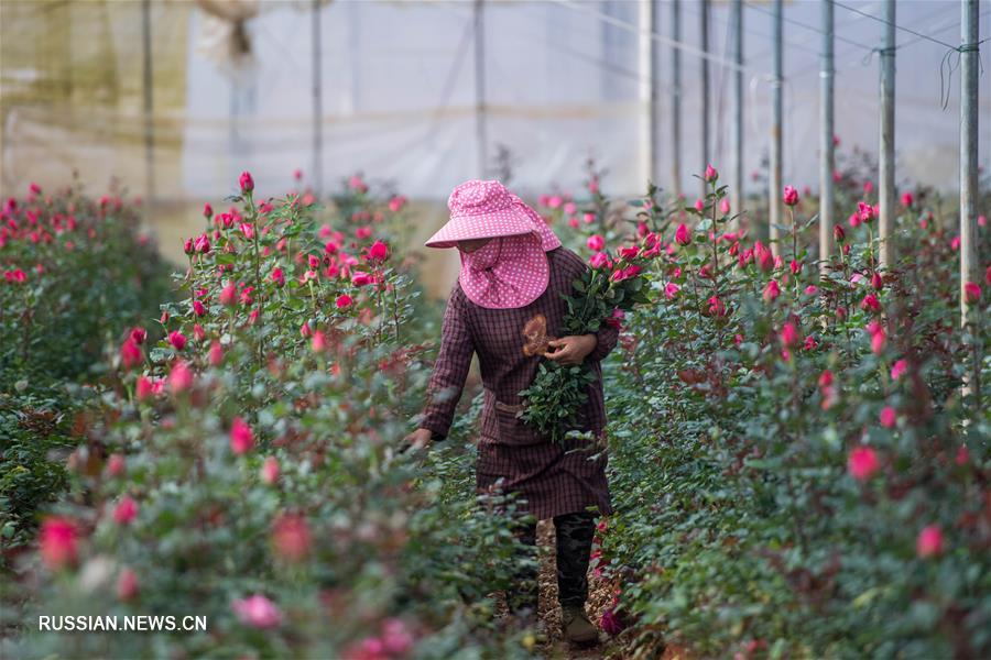 Из теплиц в Юньнане в цветочные магазины Таиланда -- путешествие китайских цветов