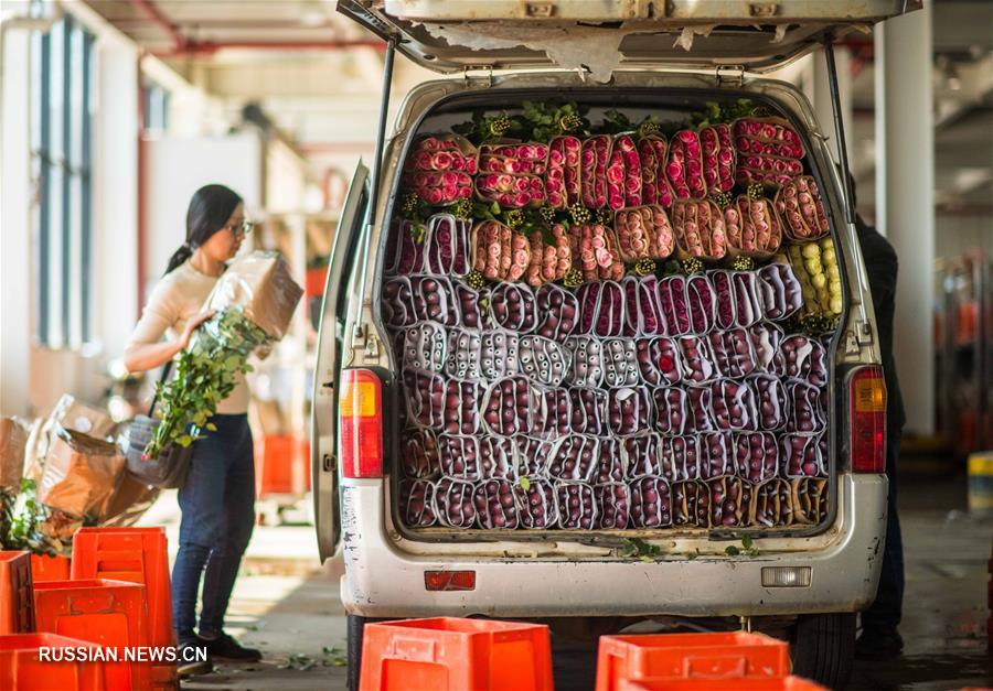 Из теплиц в Юньнане в цветочные магазины Таиланда -- путешествие китайских цветов