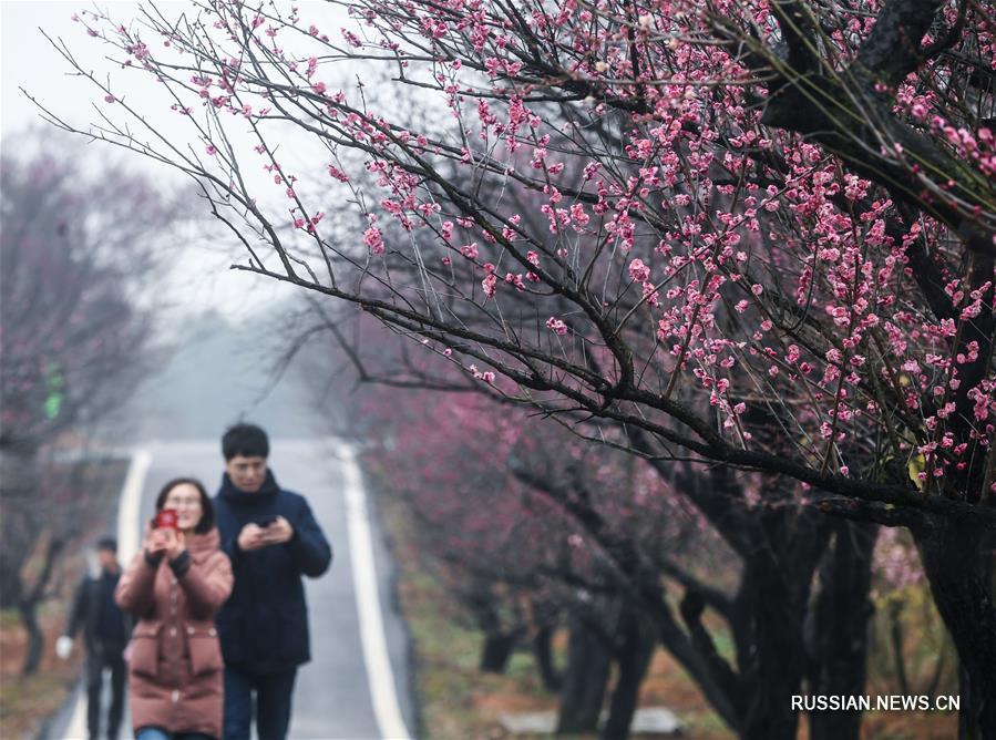 Пышное цветение сливы в провинции Чжэцзян 