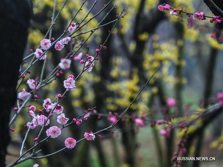 Пышное цветение сливы в провинции Чжэцзян 