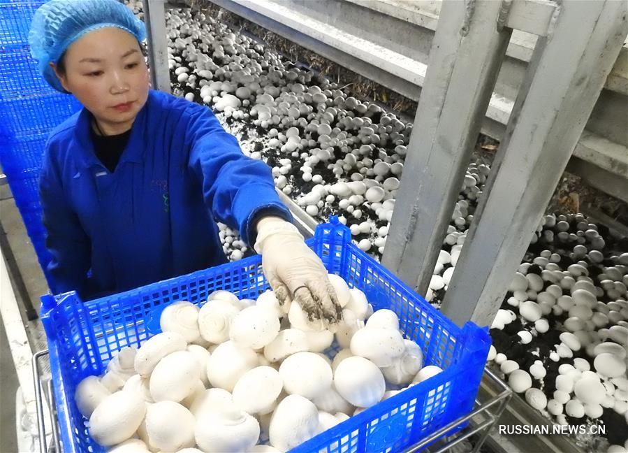 Выращивание грибов приносит большой доход фермерам из уезда Гуаньнань в Цзянсу