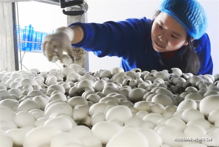 Выращивание грибов приносит большой доход фермерам из уезда Гуаньнань в Цзянсу