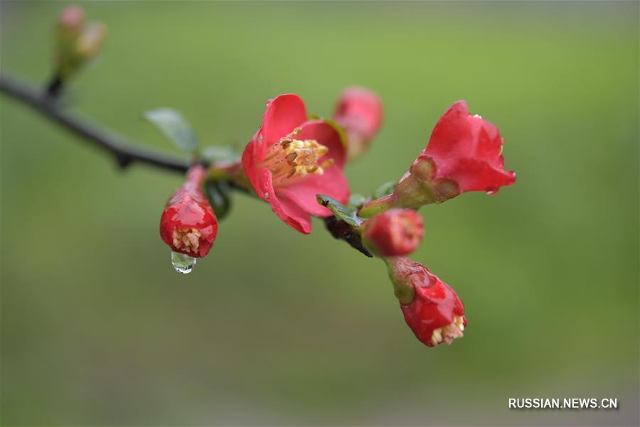 Яркие цветы в провинции Хубэй