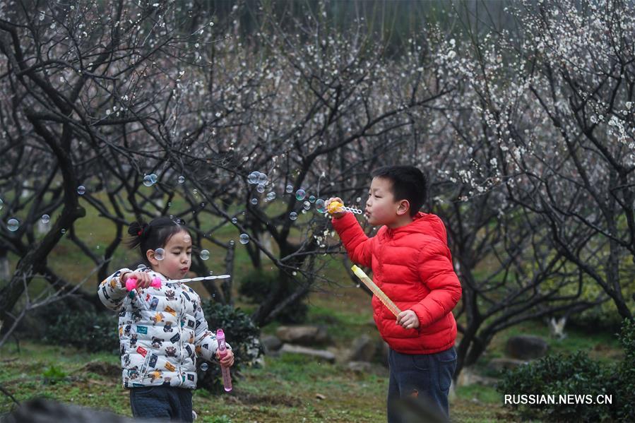 Весеннее цветение сливы в провинции Чжэцзян 
