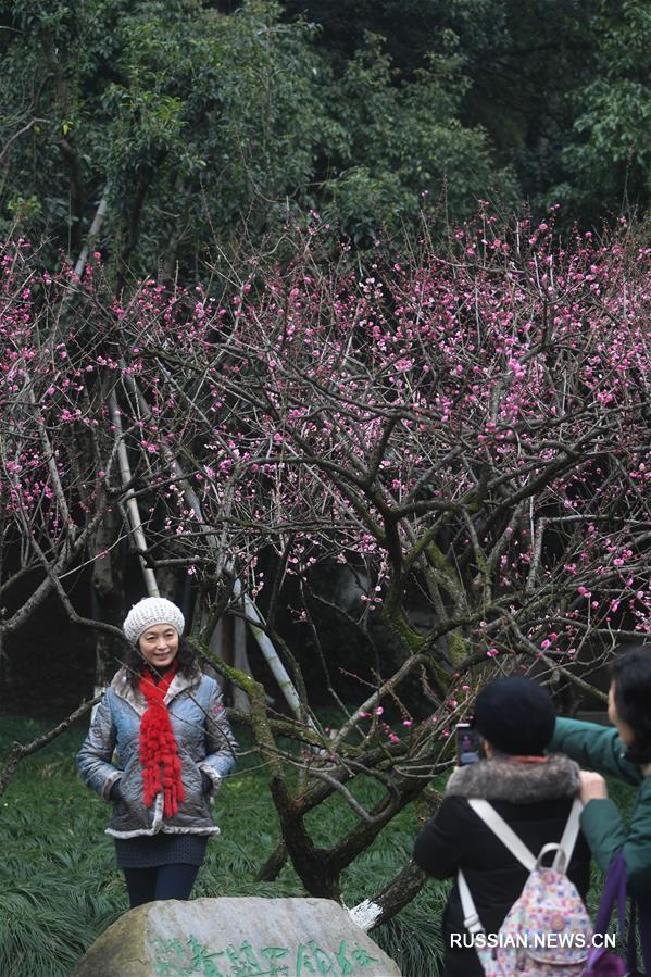 Весеннее цветение сливы в провинции Чжэцзян 