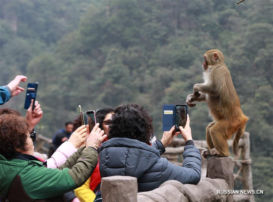 Весенняя жизнь макак в ландшафтном парке Улинъюань