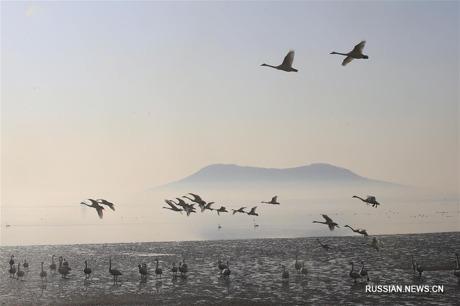 Зимовавшие на востоке Китая дикие лебеди возвращаются на Север