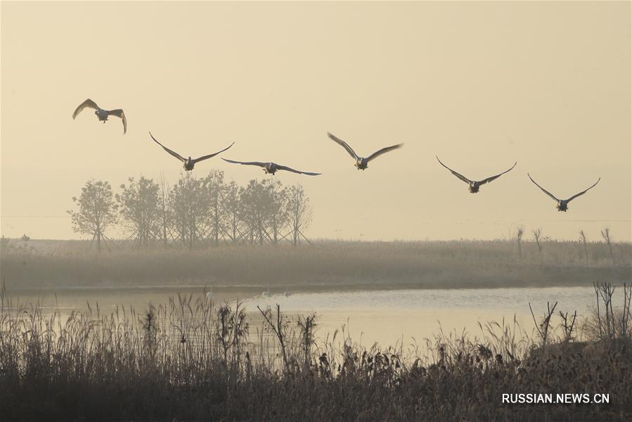 Зимовавшие на востоке Китая дикие лебеди возвращаются на Север