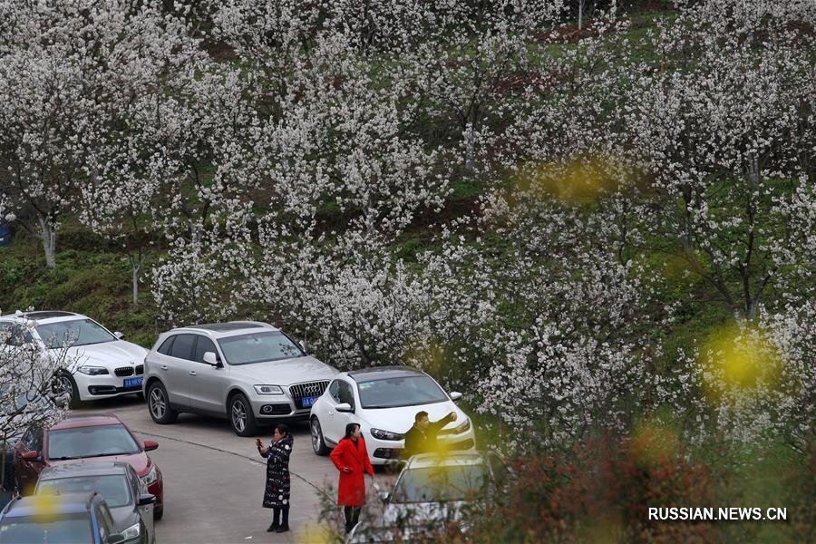Любование цветущими вишнями в Чунцине