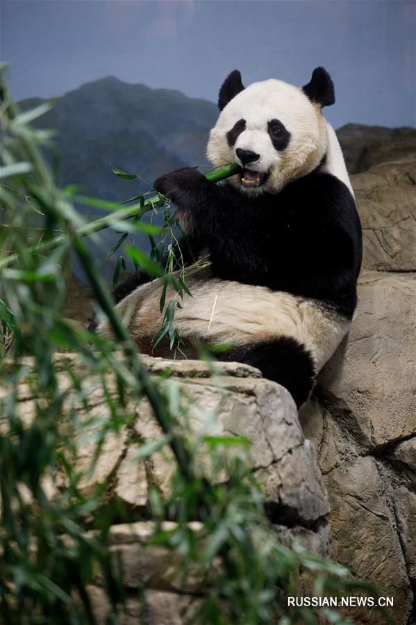 Панда празднует новоселье в Национальном зоопарке США в Вашингтоне