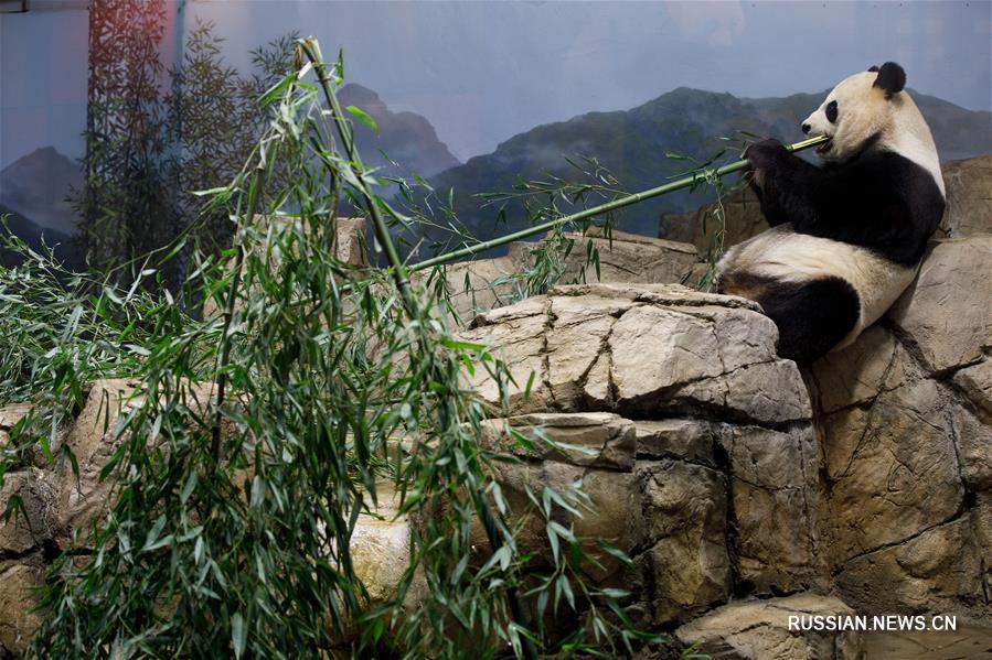 Панда празднует новоселье в Национальном зоопарке США в Вашингтоне
