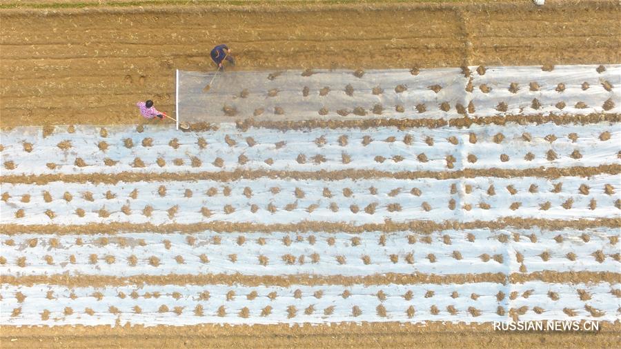Крестьяне заняты сельхозработами в полях в разных районах Китая