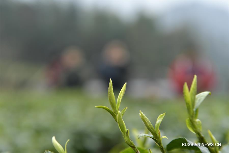 Весенние заботы фермеров в Китае