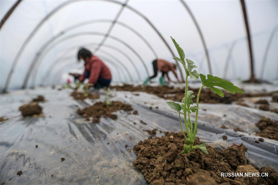 Весенние заботы фермеров в Китае