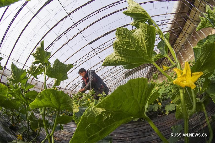 Весенние заботы фермеров в Китае