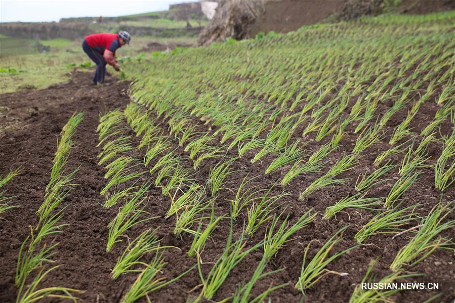 Весенние заботы фермеров в Китае