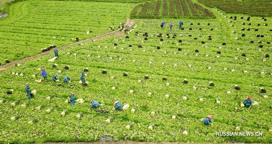 Весенние заботы фермеров в Китае