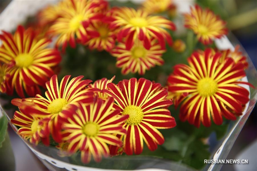 В Бишкеке открылась первая весенняя ярмарка цветов "Цветочное пробуждение" 