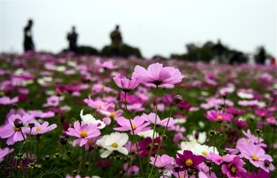 Аромат цветущих космей в Циньчжоу
