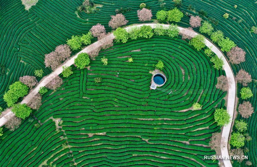 Живописные узоры на полях в провинции Фуцзянь  