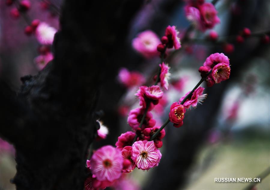 Весенние цветы сливы муме в провинции Шаньдун