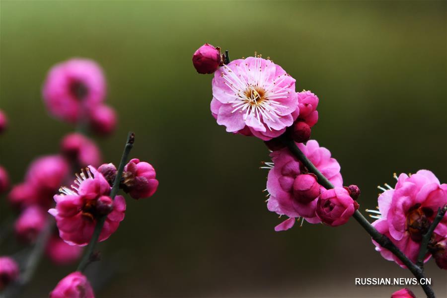 Весенние цветы сливы муме в провинции Шаньдун