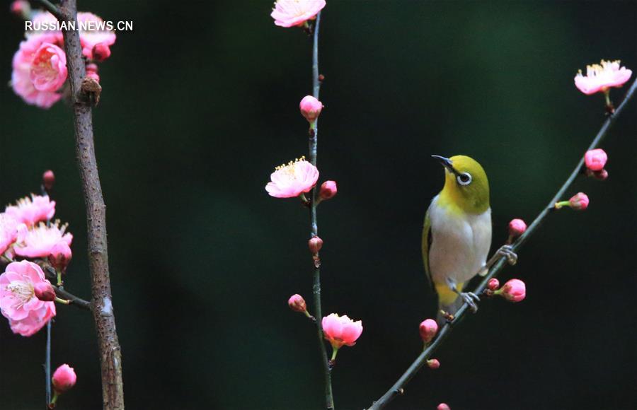 Птицы среди цветов в провинции Хунань