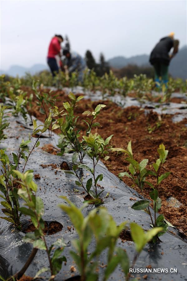 Весенние полевые работы в Китае