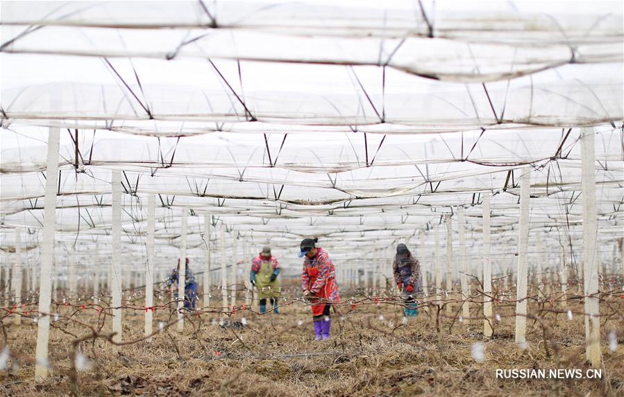 Весенние полевые работы в Китае