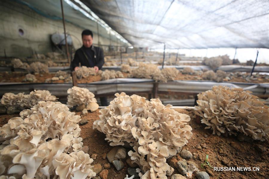 Весенние полевые работы в Китае