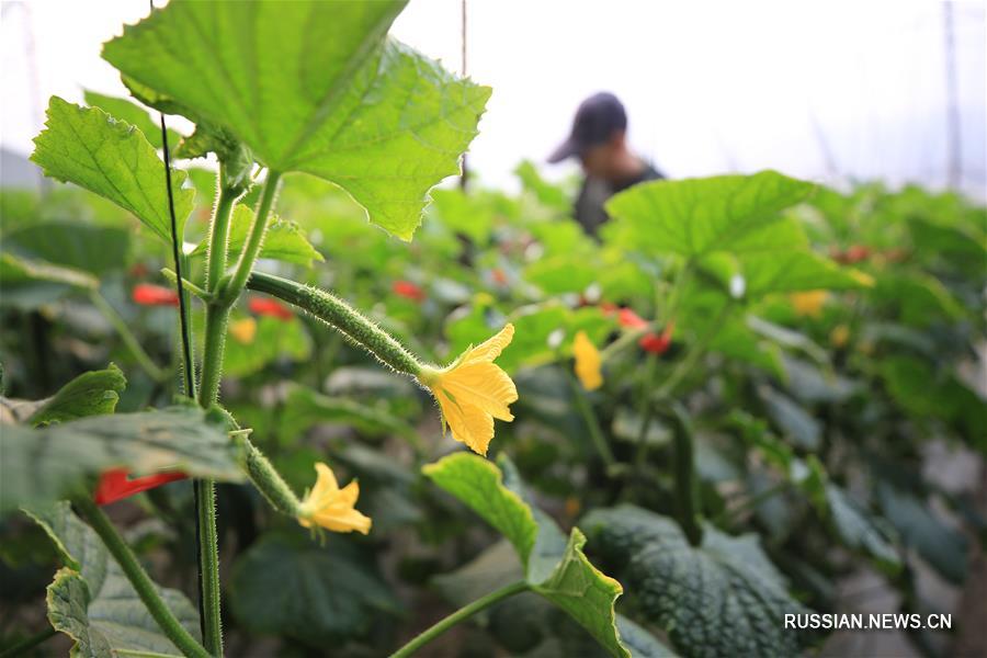 Весенние полевые работы в Китае
