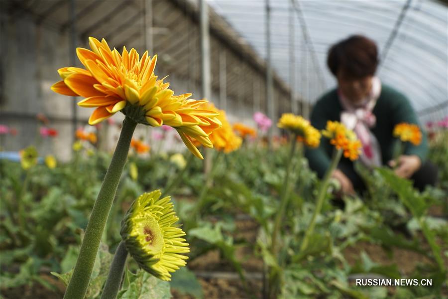 Весенние полевые работы в Китае